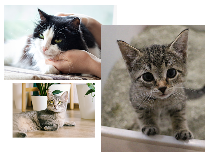 Kitty Angel Rescue - A no-kill cat/kitten adoption agency near Atlanta, GA