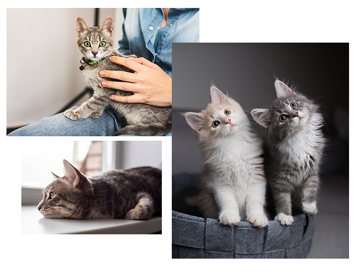 How to Adopt a Cat, Adopting a Cat From a Shelter